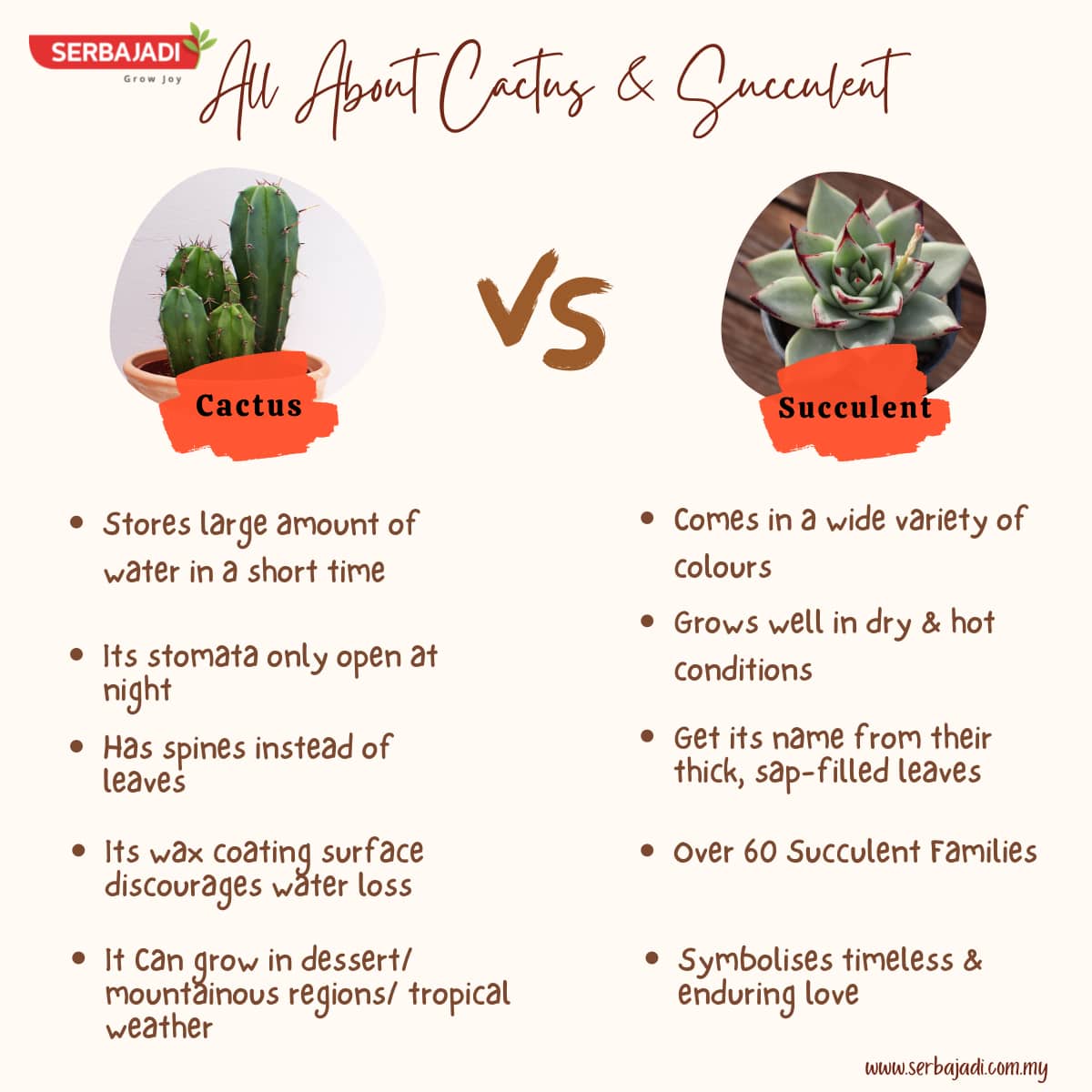 Differences Between Cactus & Succulent