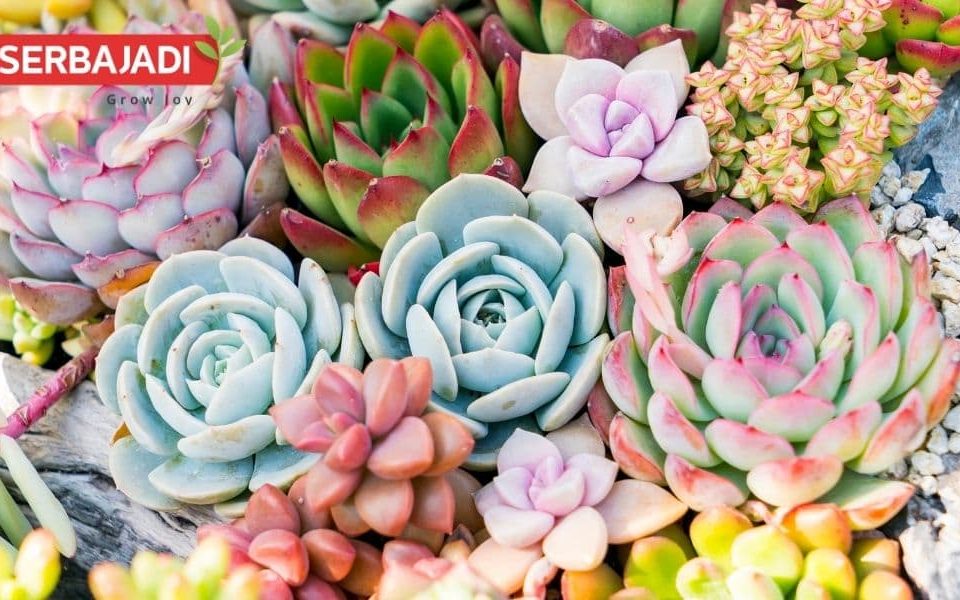 How To Propagate Succulent