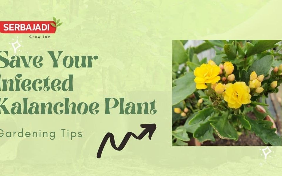 Save Your Infected Kalanchoe Plant