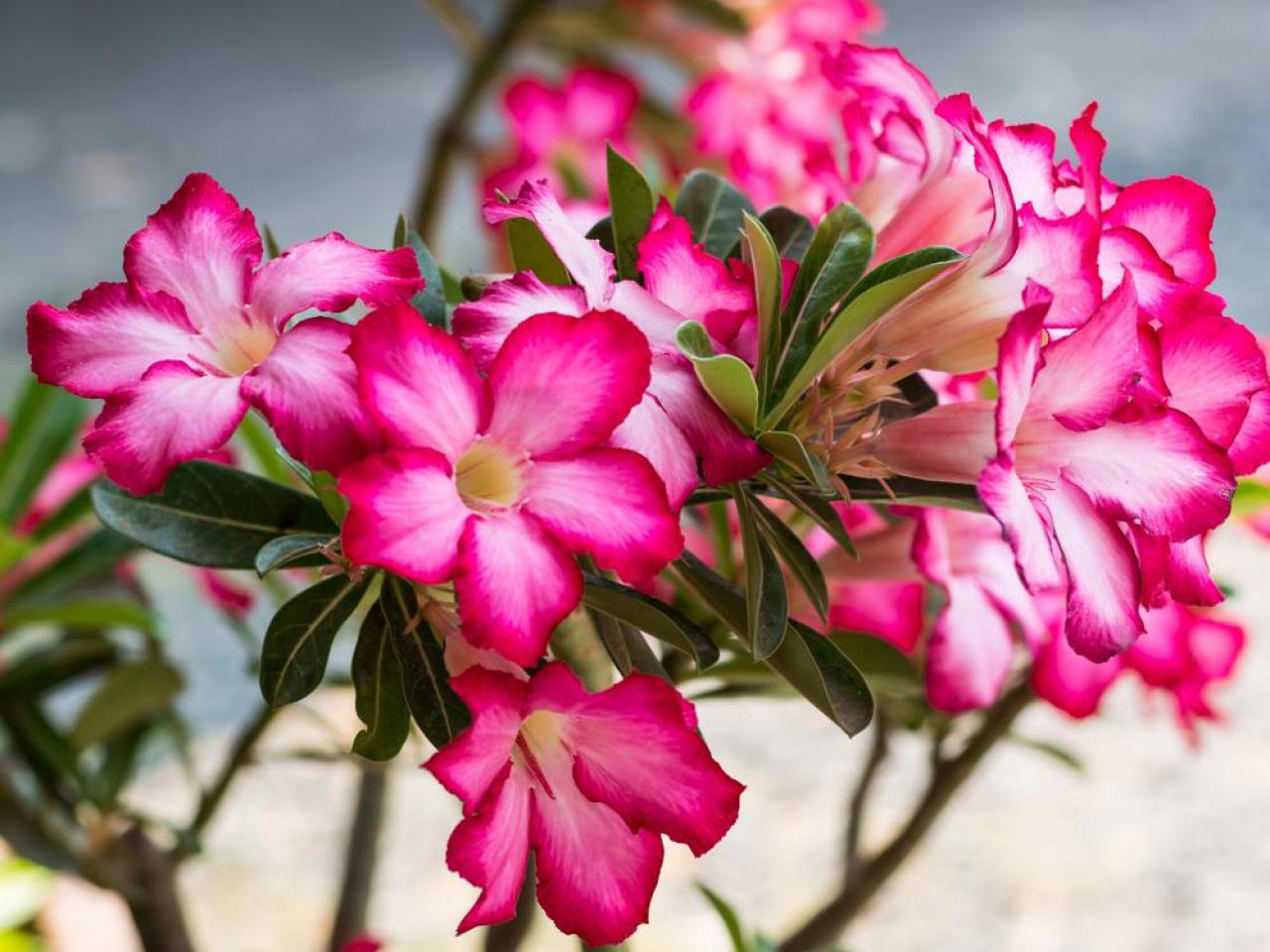 Adenium propagation from cuttings