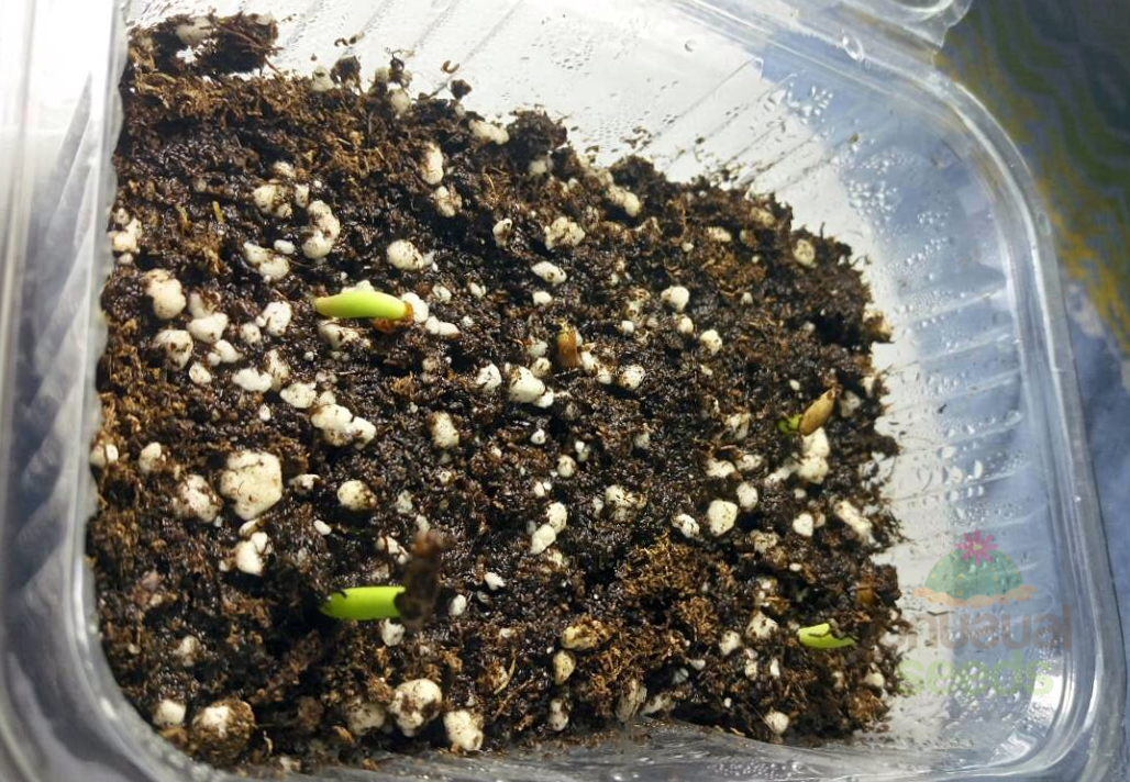 Adenium seedling care