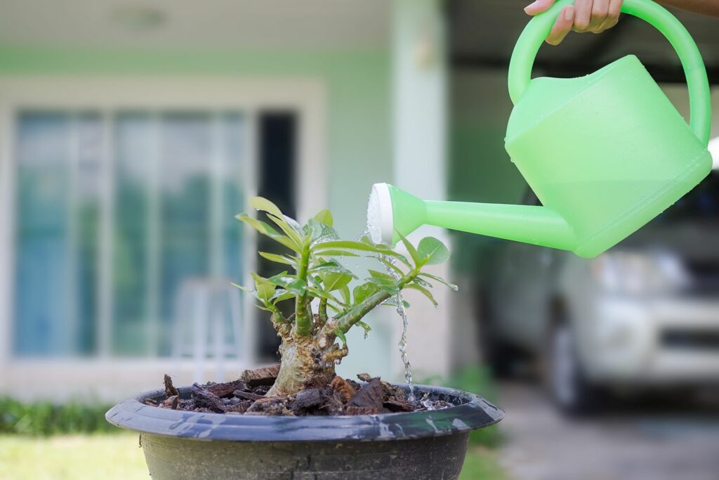 Proper Adenium watering technique