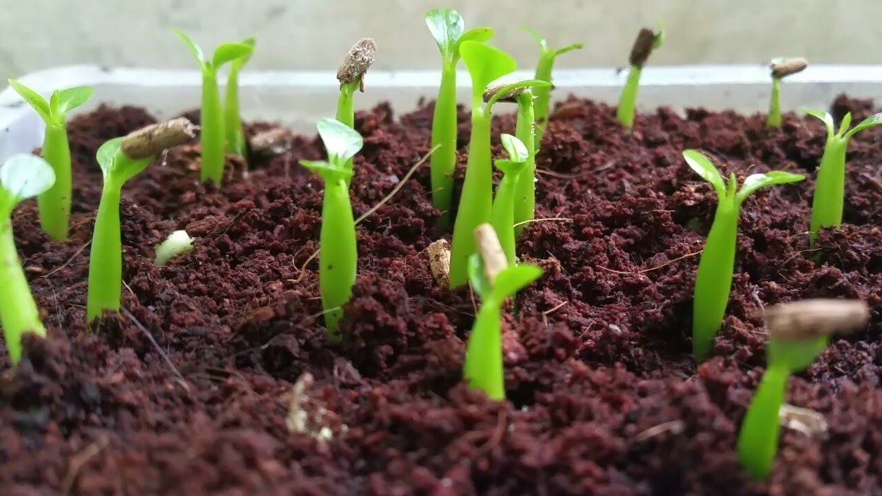 Adenium seeds germination