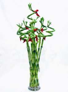 cnf027-bamboo-in-vase