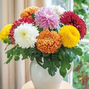 how-to-grow-chrysanthemum-plant-687750