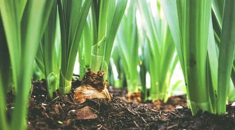 Controlling-Soil-Borne-Pests-And-Diseases