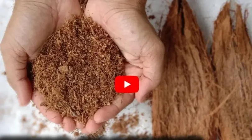 Extracting-Cocopeat-From-A-Coconut