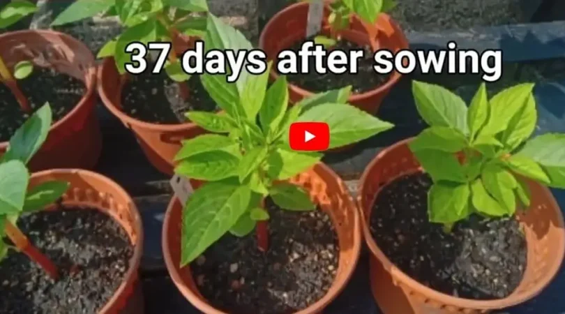Grow-Balsam-From-Seeds