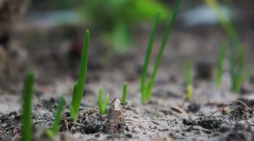 Growing-Onions (1)