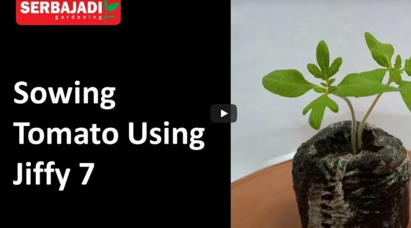 Growing-Seeds-In-Jiffy