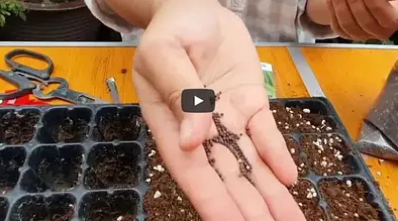 Growing-Vegetables-Flower-Seeds
