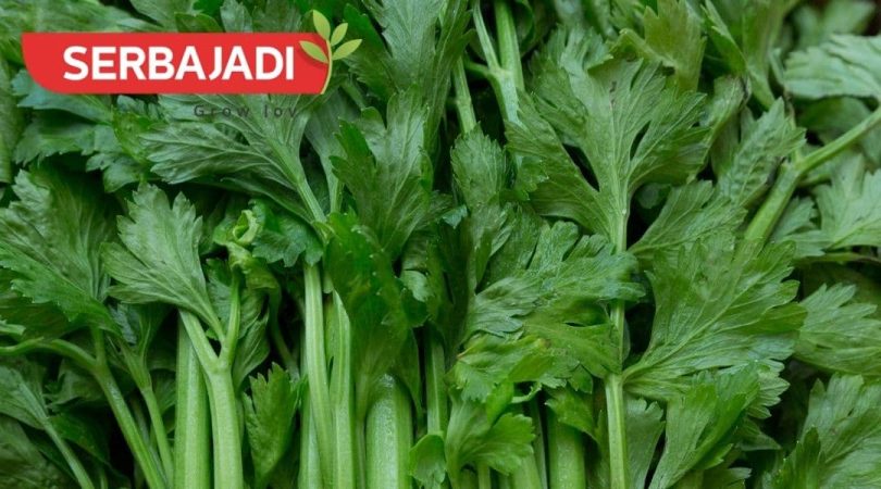 How-To-Grow-Celery-Seeds