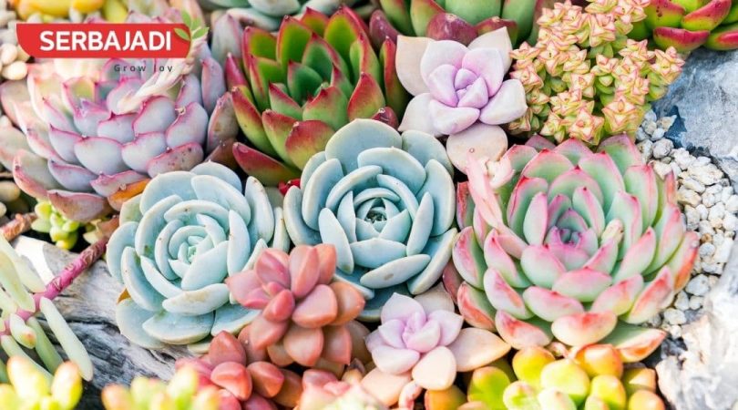 How-To-Propagate-Succulent