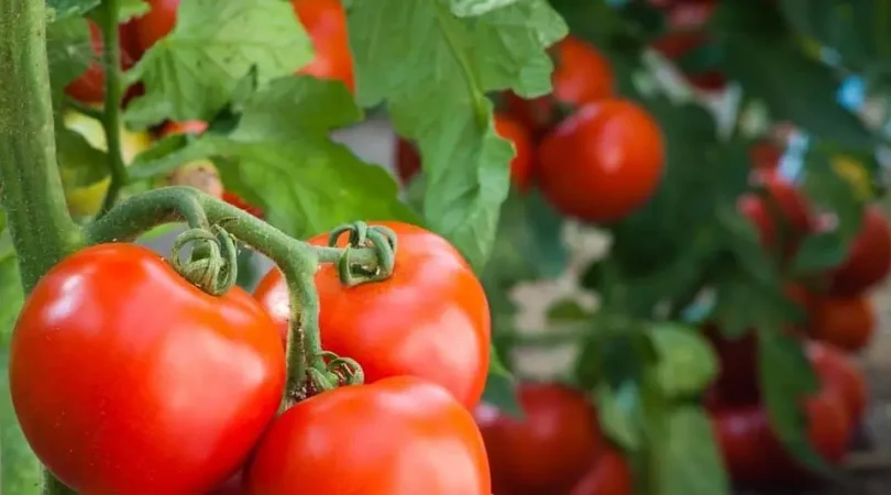 How-To-Prune-Tomato-Plant