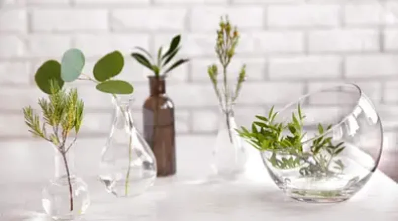 Indoorplants-That-Grow-In-Water