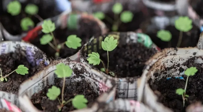 Paper-Pots-For-Seeds