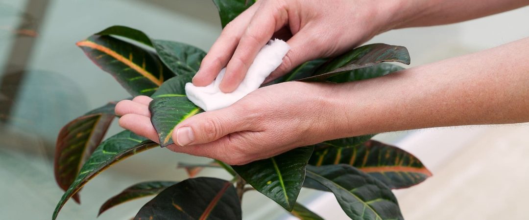 Plant-Care-1920x800-1