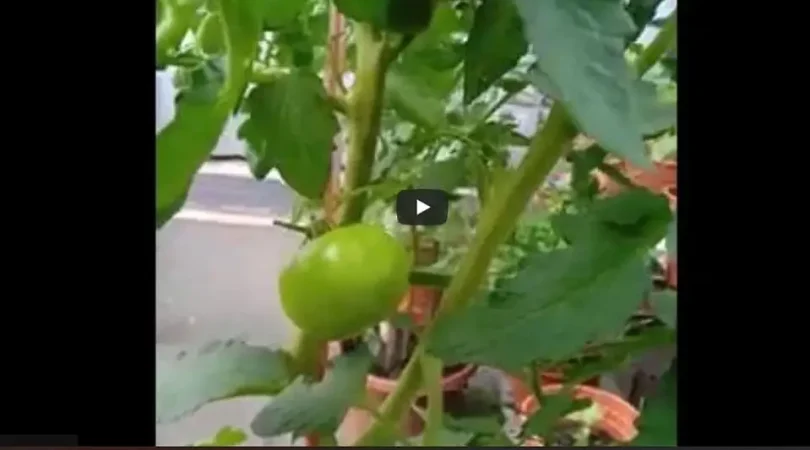 Pollinated-Tomatoes
