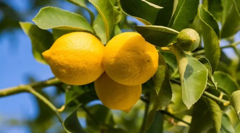 Propagate-Lemon-Plant