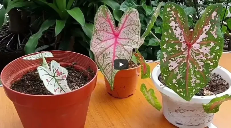 Propagate-Your-Caladium-Plant