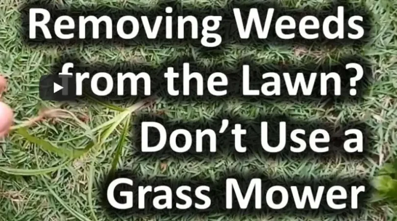 Removing-Weeds