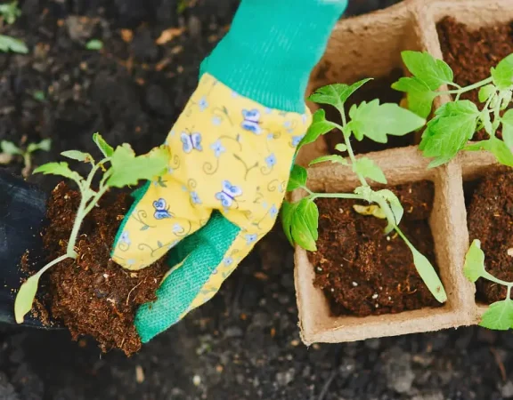 Replanting-Tomato-Plants