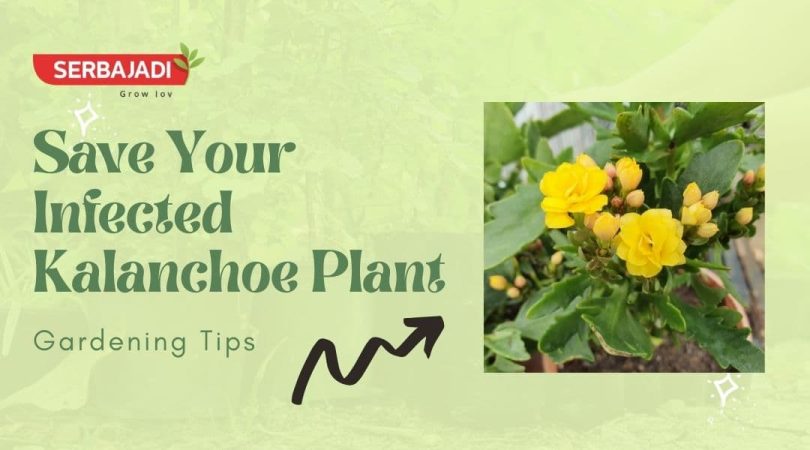 Save-Your-Infected-Kalanchoe-Plant-1