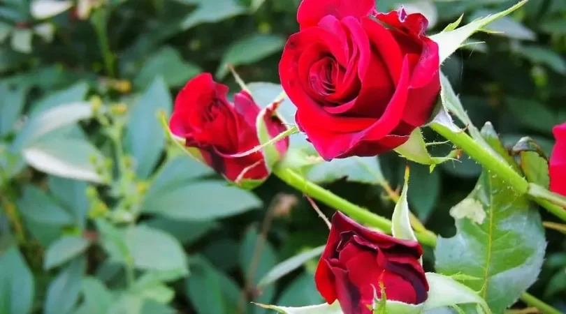 Transplant-Rose-From-Stem-Cuttings
