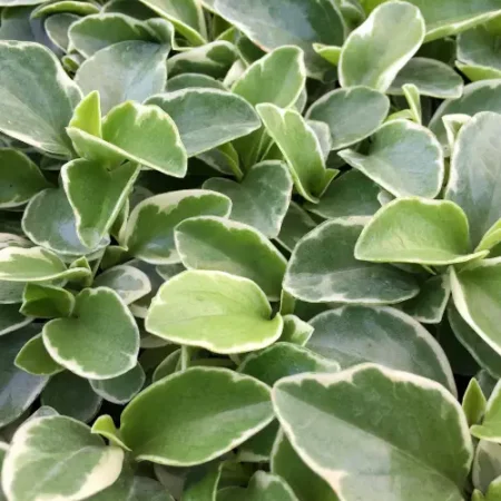 peperomia