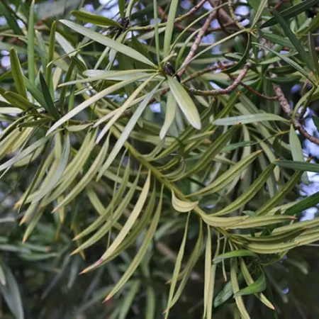 podocarpus