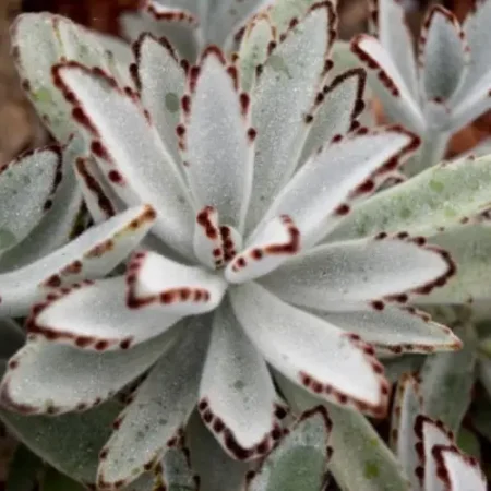 succulent-kalanchoe