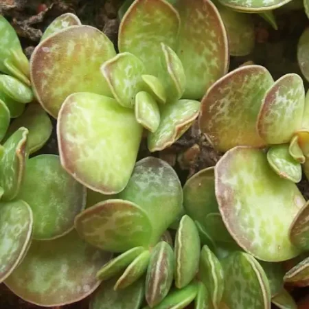 succulents-adromischus